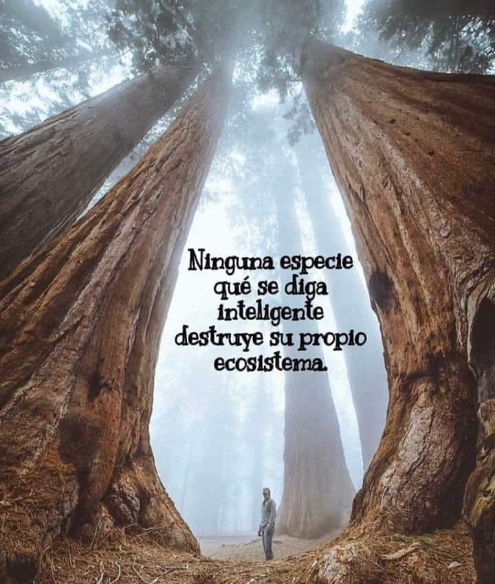 EcoInventos's tweet photo. Ninguna especie que se diga inteligente destruye su propio planeta. https://t.co/OKND3IduuV