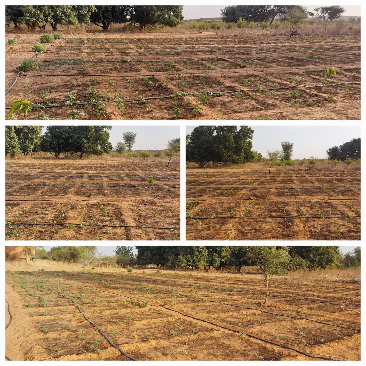 Tomono Farm tweet media