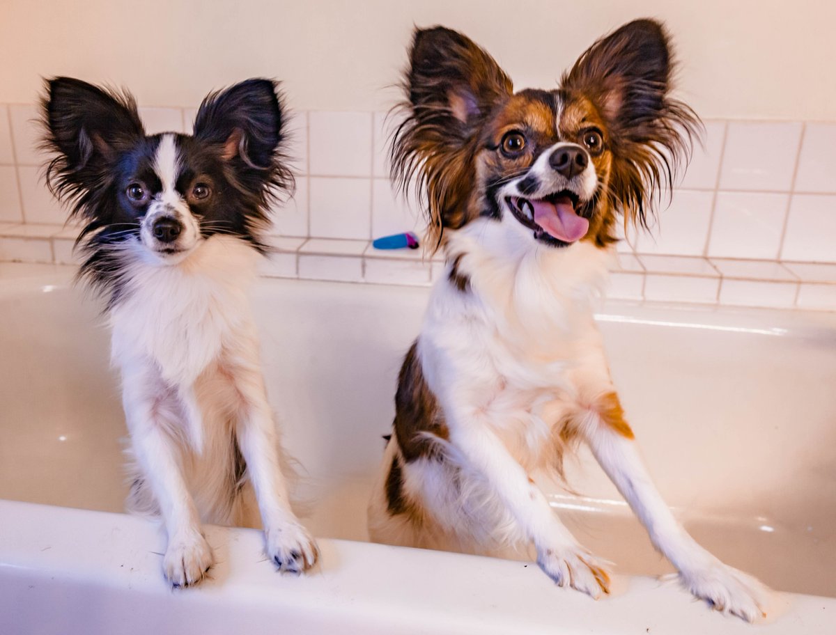 squarewaves_'s tweet image. I miss just having these two...