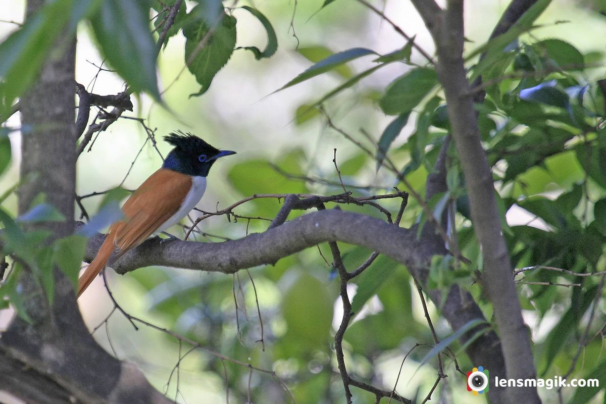 np_photographer's tweet photo. Indian Paradise Flycatcher https://t.co/vhYvoTO2fp Flycatchers of India #indianparadiseflycatcher #flycatchersofIndia #birdsofIndia #longtailbirds #birdwatching #birdsofmanali #thollakebirds #bbcwildlife #wildlifebirdphotography #canonphotography #netgeowild #naturelover https://t.co/cspVSOxBIJ