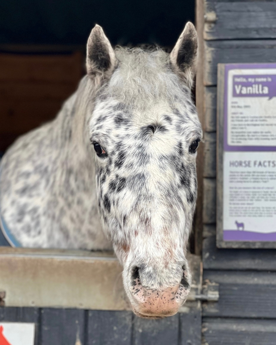 BockettsFarm's tweet photo. Have you met our stunning pony Vanilla? 🐴

She’s a 'British Spotted Pony' and has lived on the farm  since 2017.  We still can't get over those magnificent spots. What a beauty. 😍

#horse #pony #poniesofinstagram #horsesofinstagram #wintersun #pictureready #britishspotte https://t.co/hsnpsJbqyM