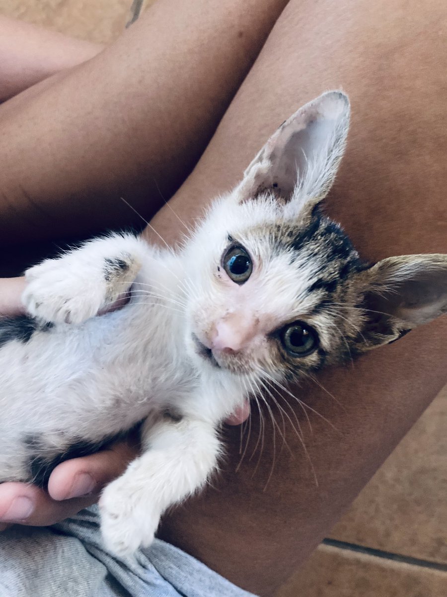 Seguimos buscando hogar para esta bebita URGENTE 🥺💖 por favor compartir. Es súper cariñosa y come solita.