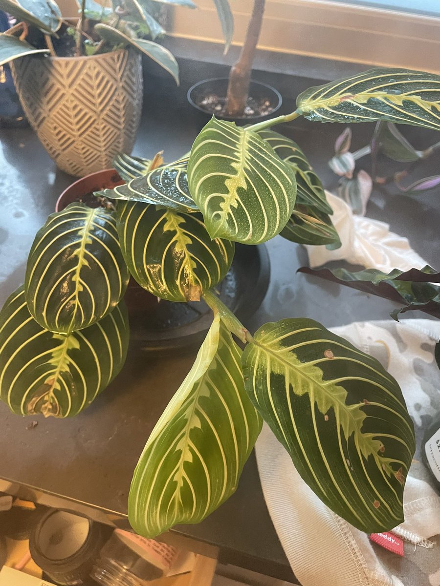 AngryBlackLady's tweet photo. Why is my prayer plant getting brown spots. Too much water. too little? Does it need me to sing it a song? https://t.co/jOIyOPFfEn