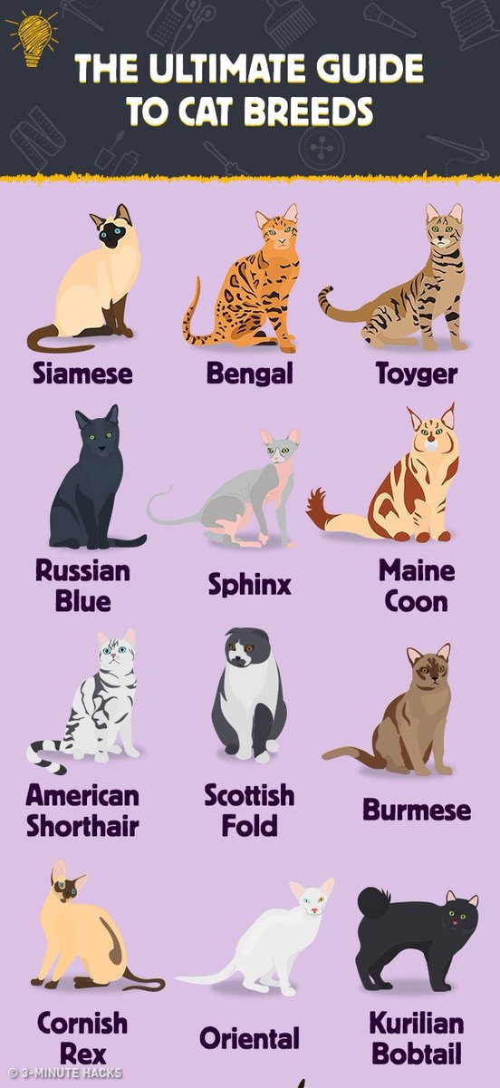 5Minute Crafts on Twitter "The ultimate guide to cat breeds."
