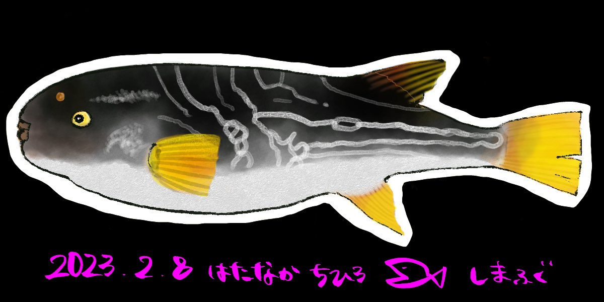 h_chihiro_fish's tweet image. 自分の勉強用に英訳と学名をググるんだけど、シマフグがfishfishて嘘じゃん…
#シマフグ　#縞河豚　#fishfish
#魚好き