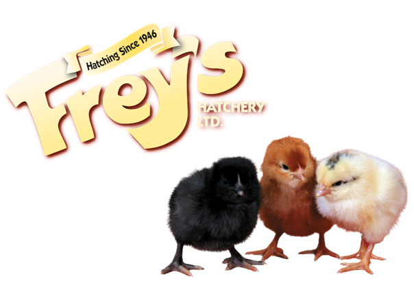 2023 Chicken Orders are open at Harvex Addison! Stop in or call us at 613.924.2632 to place your order today!