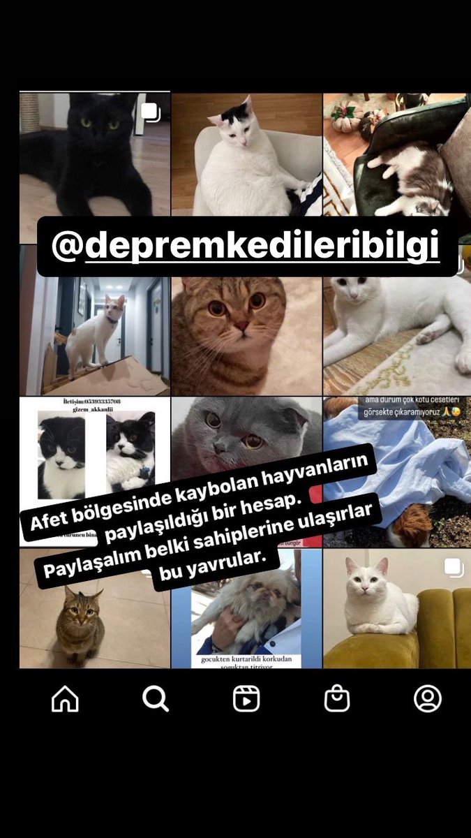 zeynep3er's tweet photo. İnstagramda @deprekedileribilgi hesabından kaybolan kediler köpekler için bir hesap var. Paylaşalım belki bulur sahipleri bu canları. #deprem #Turkiye #Turkey #acildeprem #seferberlik #YardımCağrısı #yardım https://t.co/kfOOeRRMLI