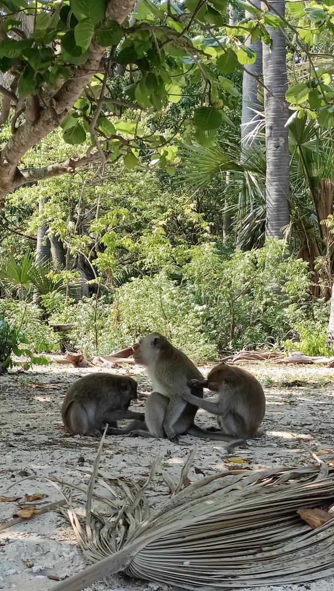 monyet punya istri 2 enak ye, service depan belakang