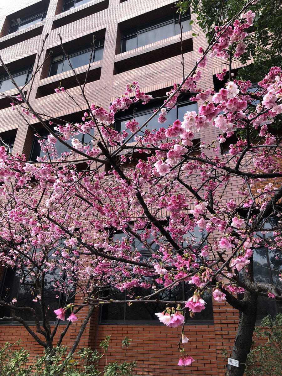 Yîn-fâ-kui to lê!🌸🌸🌸