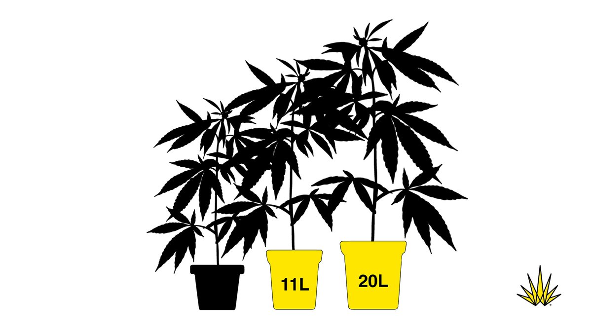 houseofweedcl's tweet photo. ¿Qué tamaño de macetas sueles usar? 
Personalmente me quedo de 11 para arriba, las más pequeñas implican riegos más seguidos, por otro lado mientras más grande la maceta más crecen las plantas. Así que en exterior suelo irme por las de 20L y en interior 11 a 15L. https://t.co/NNuhuODI6D
