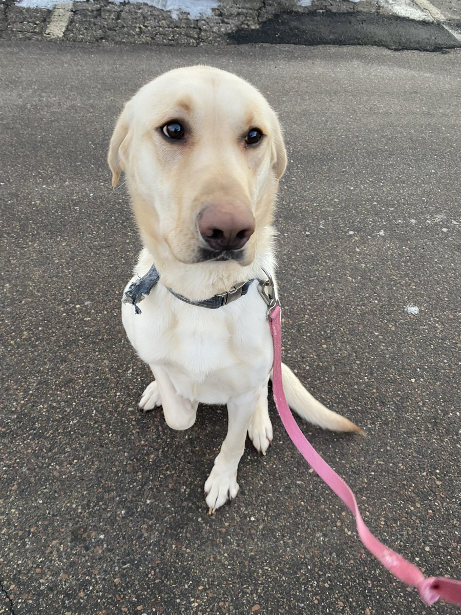ChaskaPD's tweet photo. This really good boy was found last night near Stoughton Ave and Riverview Rd. He’s not impressed with the color of his leash, so he would prefer we find his humans ASAP. 

He’s intact. No tags on the collar.

Retweet to help find humans! https://t.co/XuwKd480wJ