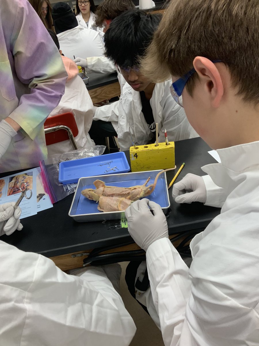 rletissier's tweet photo. Athens freshman biology students exploring the internal anatomy of the rat. 
@troy_athens 
@troyschools 
#ratdissection https://t.co/NgwbzQadvQ