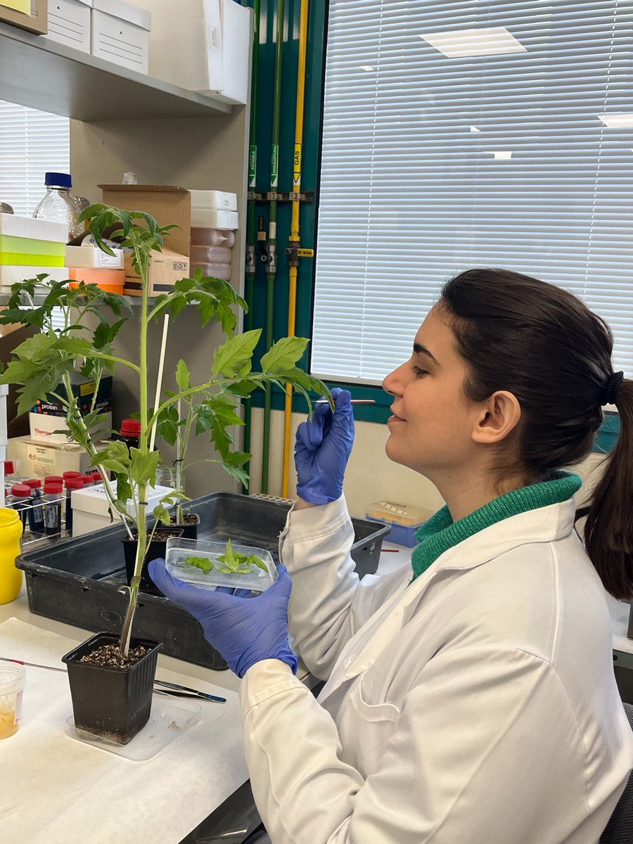 Plant Immunity and Biochemistry (@pibgroupir) on Twitter photo π©βππ©βππ©βπ¨#11F is the International Day of Women and Girls in Science!
<a href="/maria_manresa/">MarΓa Manresa Grao</a> π€is another of our PhD students, she is interested in #mycorrhiza induced resistance in citrus ππ·οΈand tomatoπ
π
<a href="/UJIuniversitat/">Universitat Jaume I</a> <a href="/ESTCE_UJI/">ESTCE-UJI</a>
#WomenInSTEM #womeninscience #Science π©βππ©βππ©βπ¨#11F is the International Day of Women and Girls in Science!
<a href="/maria_manresa/">MarΓa Manresa Grao</a> π€is another of our PhD students, she is interested in #mycorrhiza induced resistance in citrus ππ·οΈand tomatoπ
π
<a href="/UJIuniversitat/">Universitat Jaume I</a> <a href="/ESTCE_UJI/">ESTCE-UJI</a>
#WomenInSTEM #womeninscience #Science