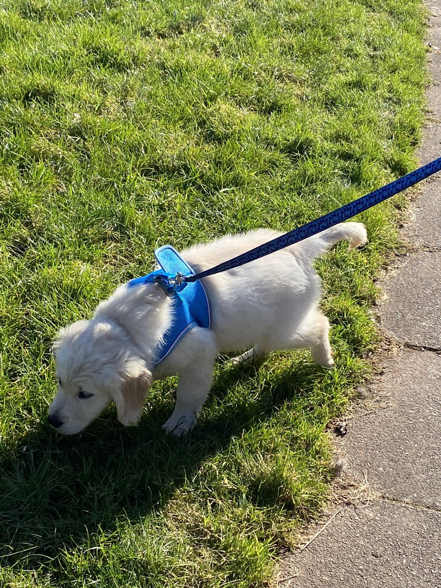 JuliaHalford's tweet photo. First walk out in the big wide world for Hugo, it was interesting to say the least! https://t.co/TXPz1W4LJP