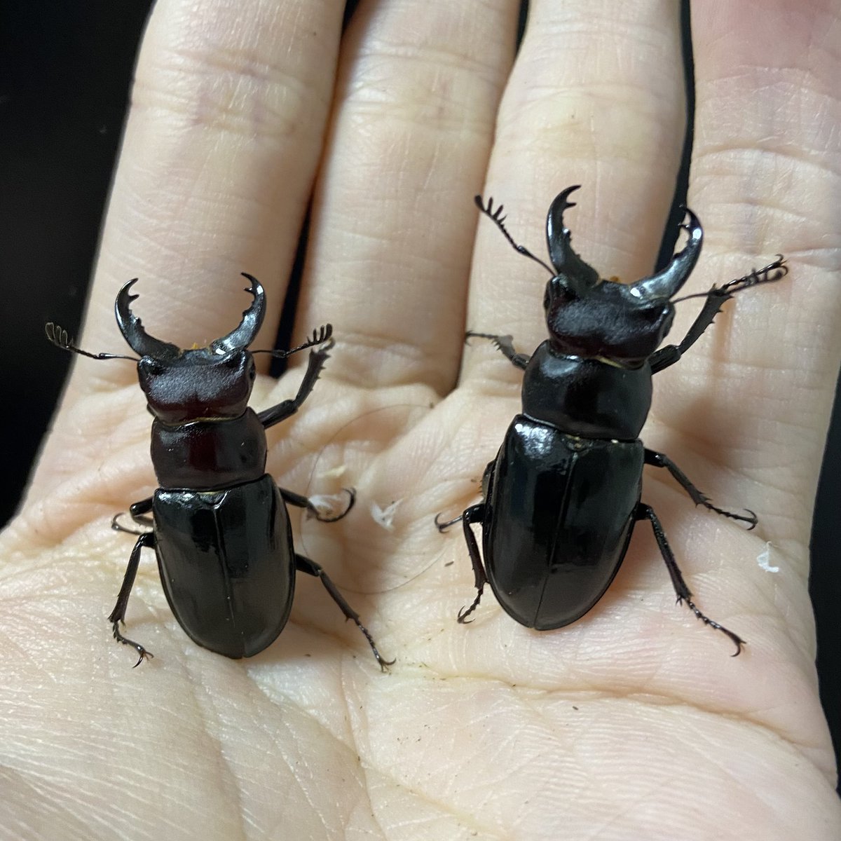 ☆ 御蔵島産 ミクラミヤマクワガタ(ミクラ ミヤマ クワガタ)ペア②