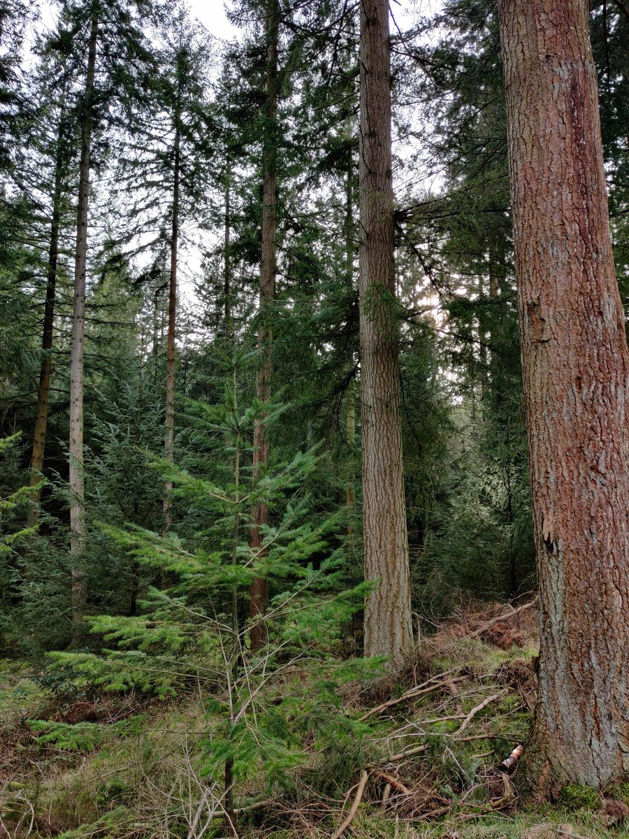 What's not to love about a nice well thinned block of Douglas fir?
#estatemanagement #forestryUK