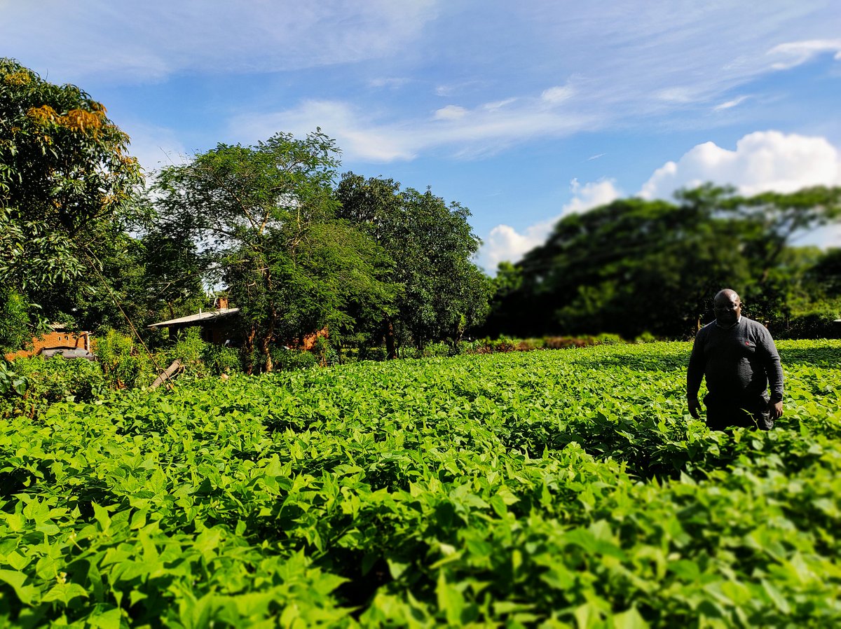 Mudya nyemba chaka chino