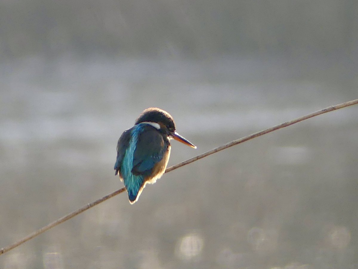 SarahParmor's tweet photo. Kingfisher in the morning light….
been treated to some fab views through our office window this week! @RSPBNewport https://t.co/ZqnfjlmvWT