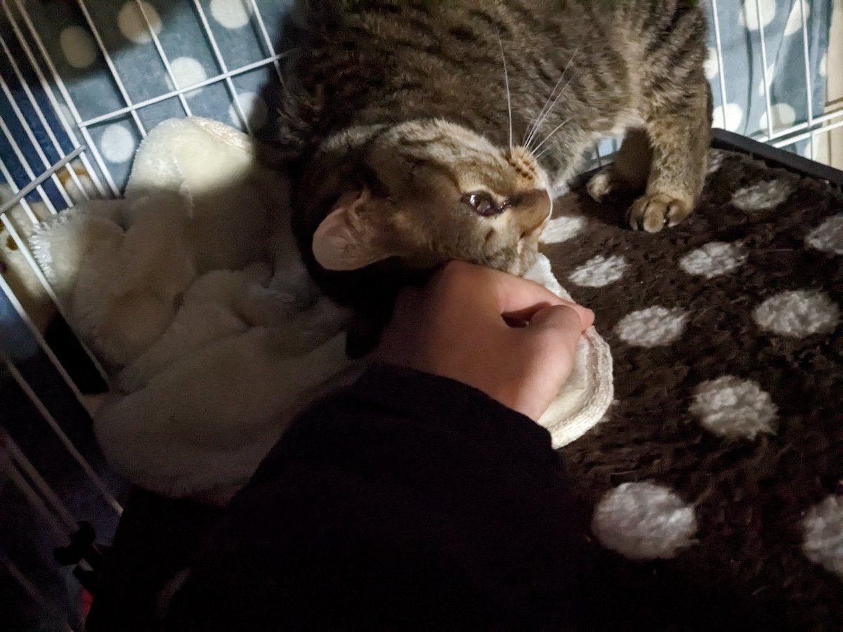 Suzutaku830's tweet image. 彼女ほしいな〜というなんともアホなことで悩みながら猫とじゃれてたわけだが
突発的にこういうの来るから困るんよな俺
高3の夏に戻りたいな〜
もしタイムマシンがあるならばあの8月に戻りたい
今ならきっと違うことが言えたのかなと思う
もし同じだとしても気づかせてくれてありがとうと言える