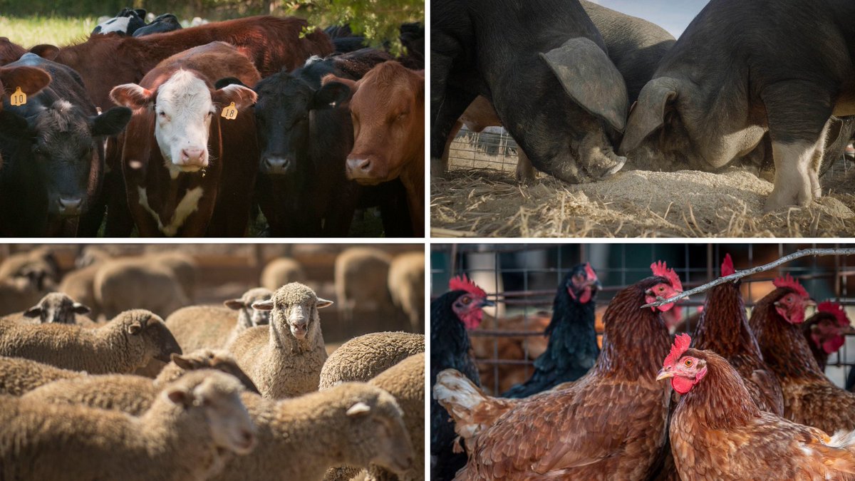 USDA's tweet photo. Cattle and beef. Hogs and pork. Sheep and lamb. Turkey, chicken and eggs.

If your business involves livestock, make it your business to join us at the 99th Ag Outlook Forum in-person or online for the Livestock and Poultry Outlook. Register: https://t.co/qZaxLVRhE0 #AgOutlook23 https://t.co/YgFEGsOr1o