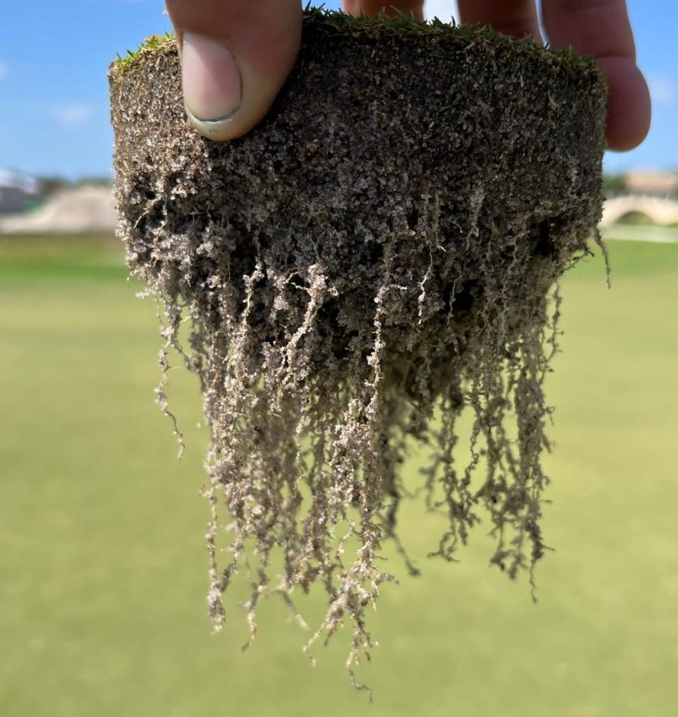 Newgenagllc's tweet photo. BOOTH #467, we are here at the GCSAA Conference and Trade Show!  Stop by and see us and learn more about the Aminorganix 937 Fairway and Greens Grade!  Need roots?  We can help with that too so come on by and say hello! https://t.co/YzcNrrL7fZ