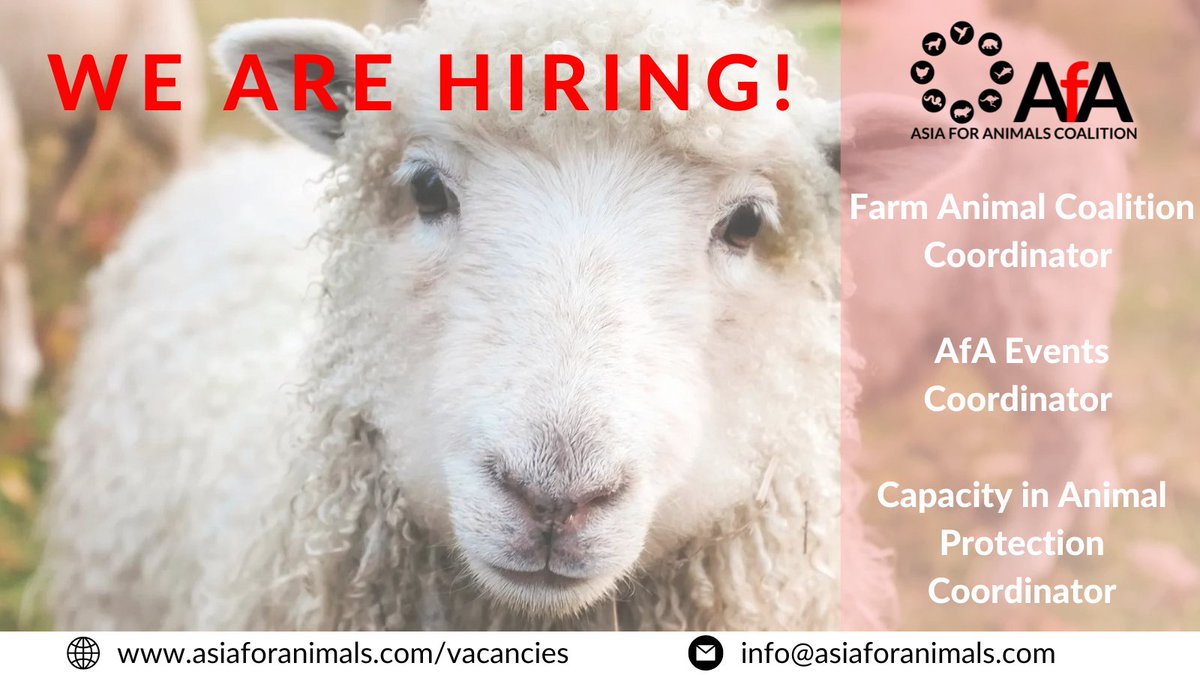 We are hiring! 

We have three exciting positions available to join our AfA team:
🐑Farm Animal Coalition Coordinator
🐄AfA Events Coordinator
🐐Capacity in Animal Protection Coordinator
asiaforanimals.com/vacancies

#asiaforanimals #animaljobs #conservationjobs #environmentjobs