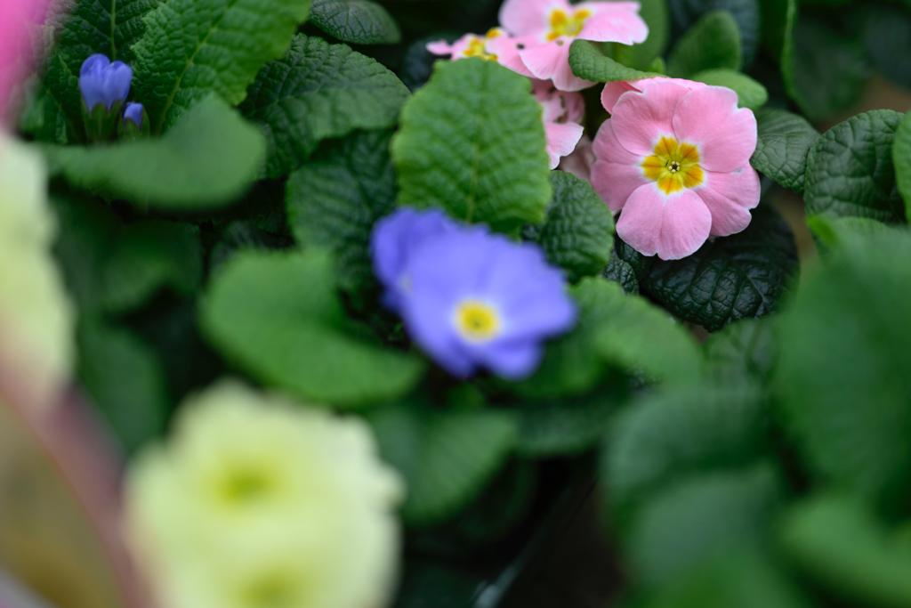 VanHage's tweet photo. Primrose 'Candy' and 'Provence' multi-packs now in stock. Glorious Spring colours in a handy carry-pack! Ideal for beds, borders and containers.
#patioplants #beddingplants #springplants #gardening #garden #potplants #vanhage #springbedding #gardenborders #flowers #primroses https://t.co/hgH6cw3rgo