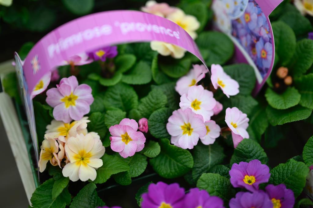 VanHage's tweet photo. Primrose 'Candy' and 'Provence' multi-packs now in stock. Glorious Spring colours in a handy carry-pack! Ideal for beds, borders and containers.
#patioplants #beddingplants #springplants #gardening #garden #potplants #vanhage #springbedding #gardenborders #flowers #primroses https://t.co/hgH6cw3rgo