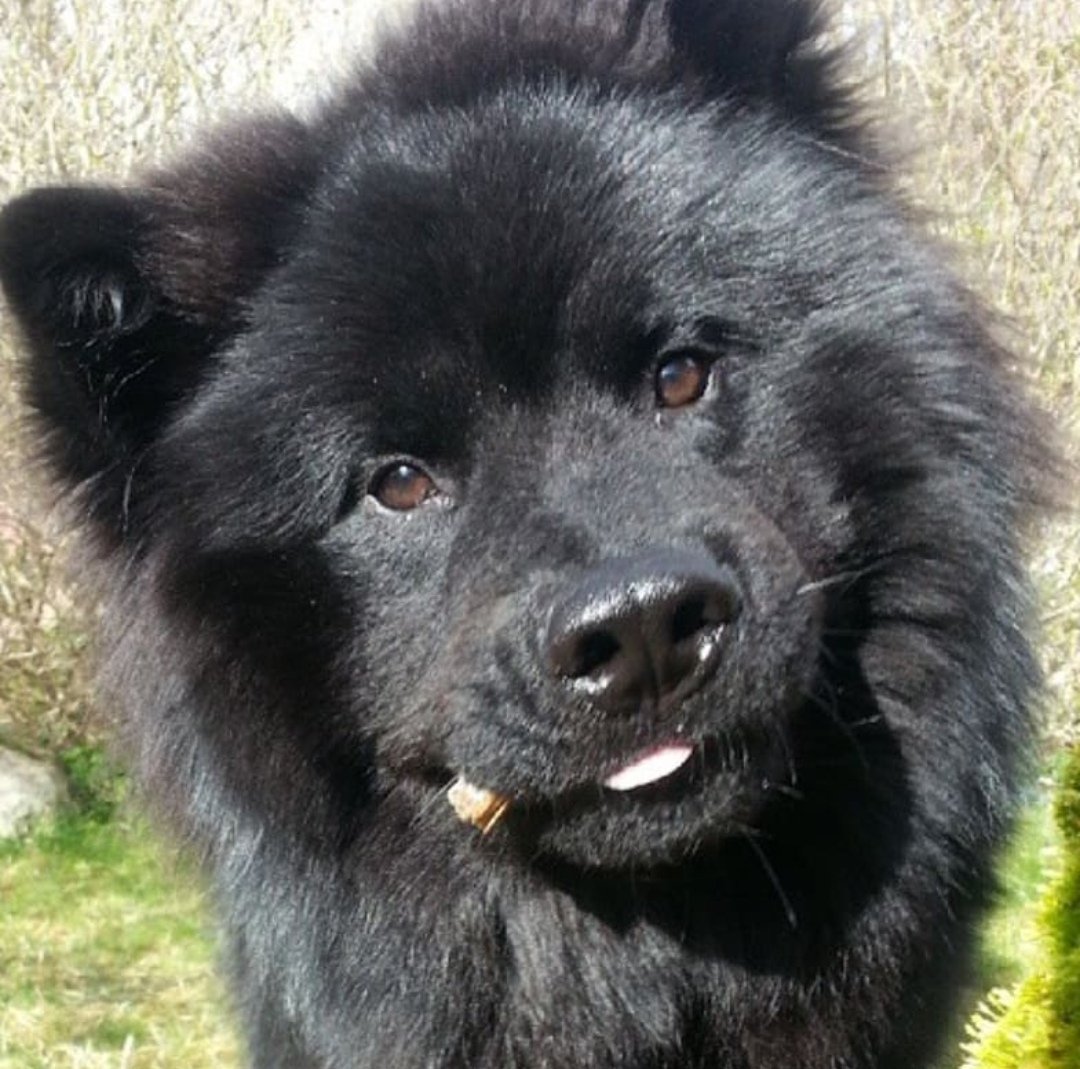 Jeg er knust 💔🐾 Mista vakre gode Cesar 🖤😢 Var ikke forberedt på dette. Veterinæren på fredag fordi han var litt slapp. Dårlige nyheter på røntgen, plutselig mye sykere i helga. Mandag måtte vi ta farvel 😔 Lymfekreft. ❤️