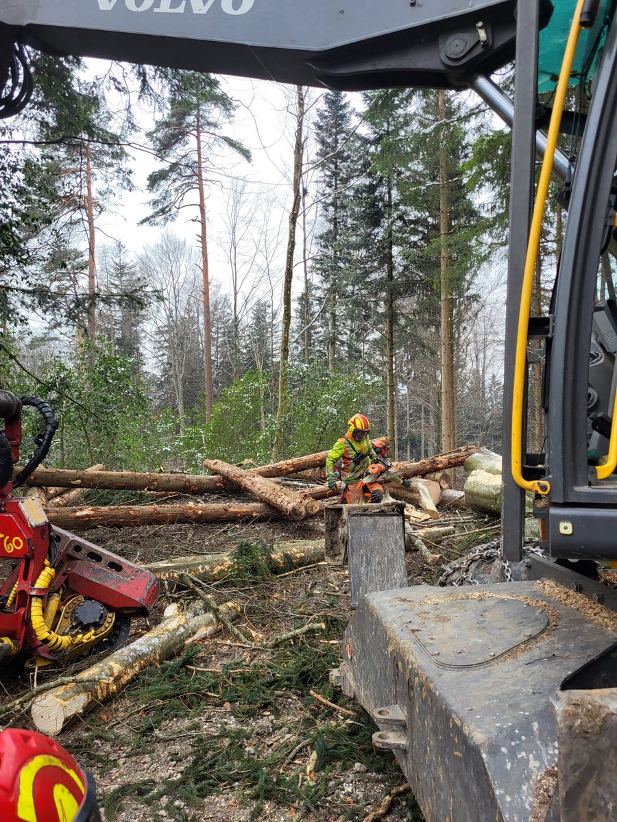 SandroSamba's tweet photo. Im #StaatswaldZH läuft die Holzerei. Etwa zur Holzgewinnung für öffentliche Bauten oder die Umsetzung von Naturschutzzielen (Lichte Wälder). @KantonZuerich #wirpflegenstaatswald https://t.co/lhm6W3nkm8
