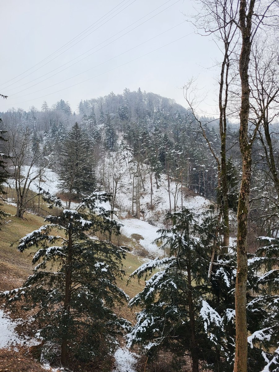 Im #StaatswaldZH läuft die Holzerei. Etwa zur Holzgewinnung für öffentliche Bauten oder die Umsetzung von Naturschutzzielen (Lichte Wälder). <a href="/KantonZuerich/">Kanton Zürich</a> #wirpflegenstaatswald