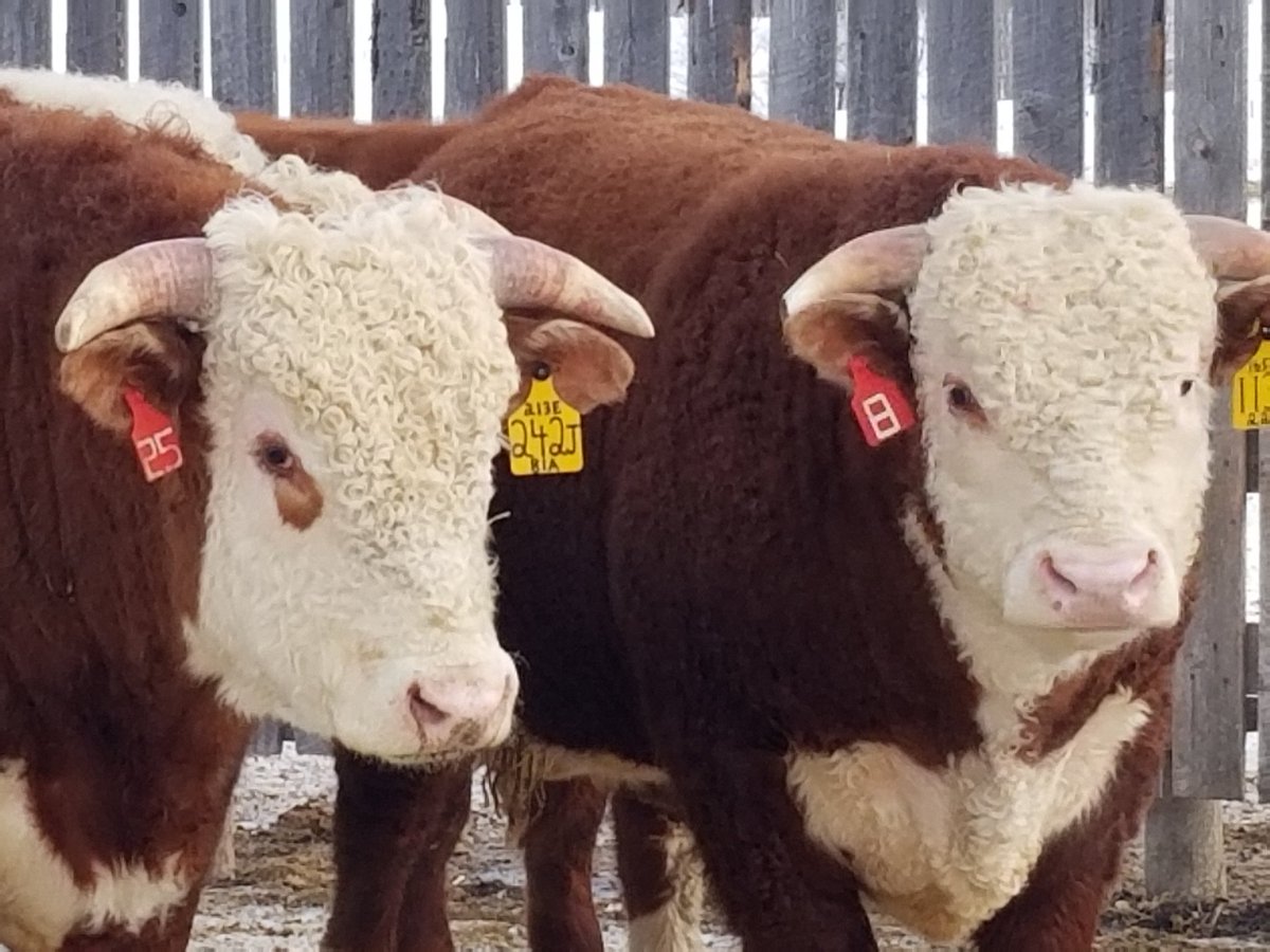 CAN_Hereford's tweet photo. Misty Valley Farms  is hosting their 47th Annual Production sale at the Ranch at Maidstone, SK today.  Horned Hereford bulls and females will run through the sale ring or online @DirectLivestock #betteryourbeef #Hereford https://t.co/Jfyf2ZAFEY