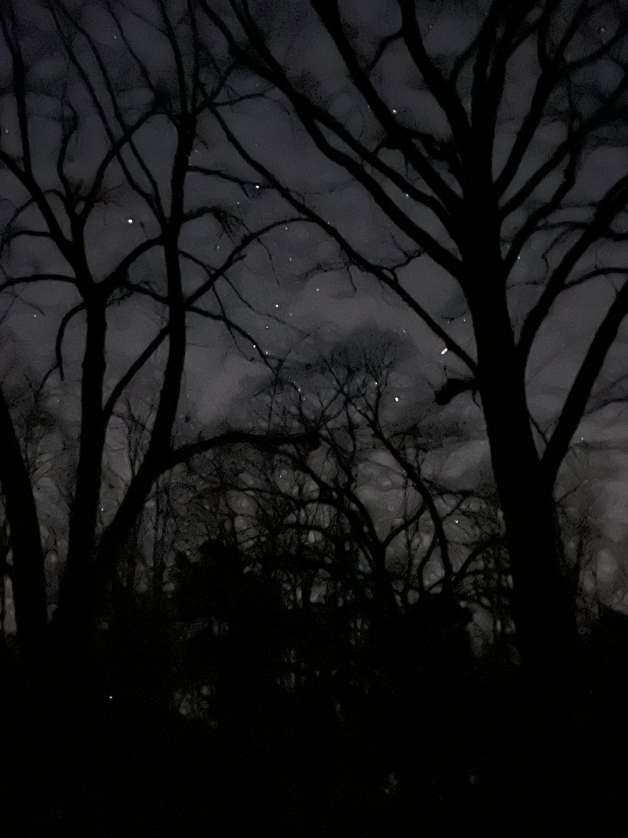 Starlit Night behind pitchdark, moonless limetree-silhouettes on 8th of February 2023.