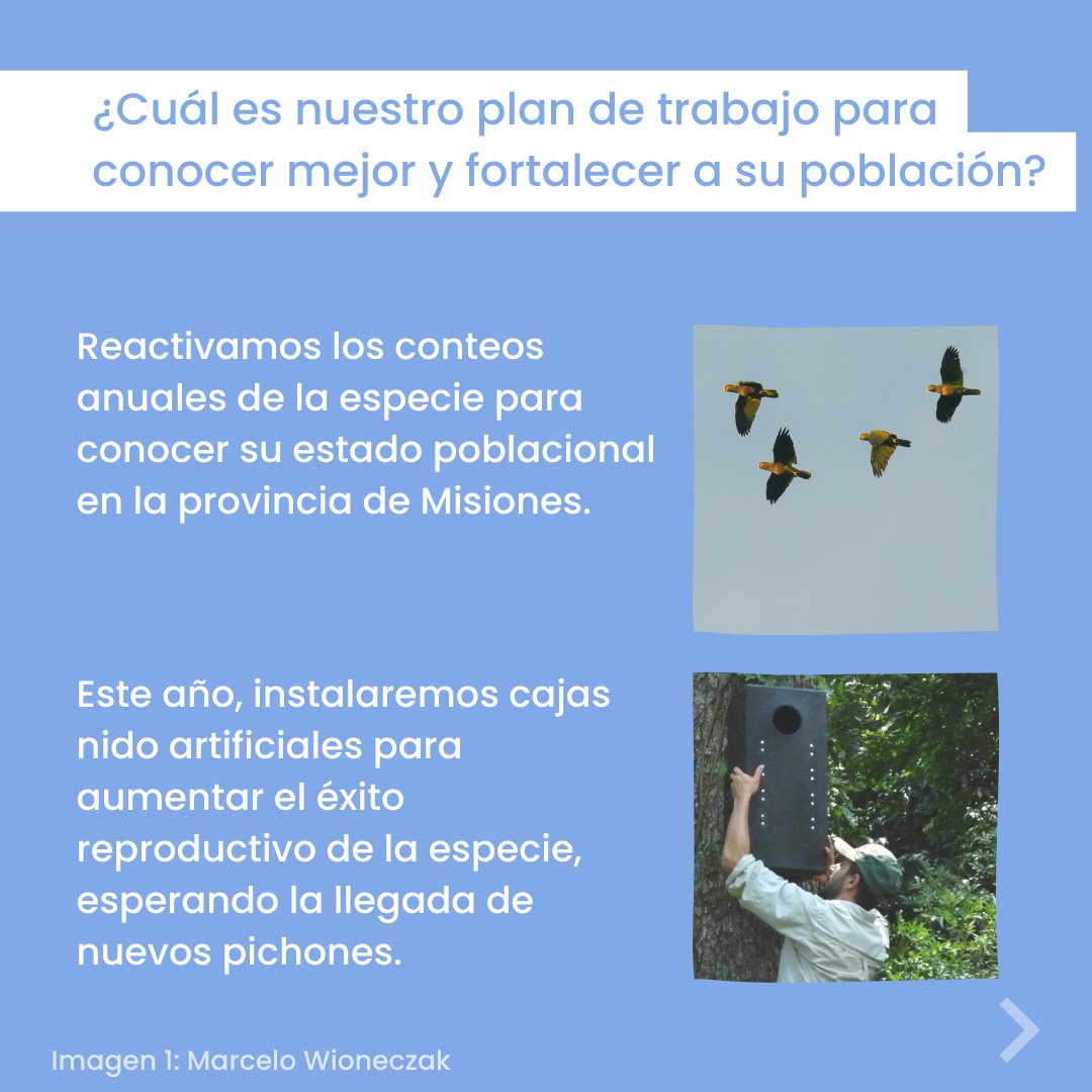 AvesArgentinas's tweet photo. 👉🏽 El equipo de Restauración de Fauna de @avesargentinas, en red con otras instituciones y en conjunto con la comunidad, está trabajando para intentar revertir la frágil situación de esta especie en nuestro país.
#LoroPechoVinoso #Amazonavinacea #programanea #avesargentinas https://t.co/62P7UZvJkq