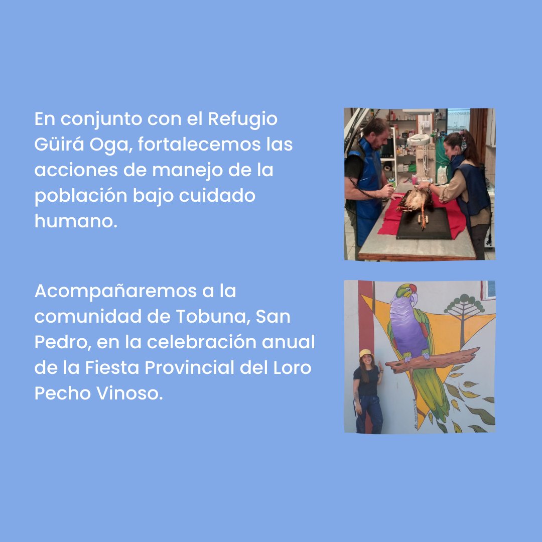 AvesArgentinas's tweet photo. 👉🏽 El equipo de Restauración de Fauna de @avesargentinas, en red con otras instituciones y en conjunto con la comunidad, está trabajando para intentar revertir la frágil situación de esta especie en nuestro país.
#LoroPechoVinoso #Amazonavinacea #programanea #avesargentinas https://t.co/62P7UZvJkq