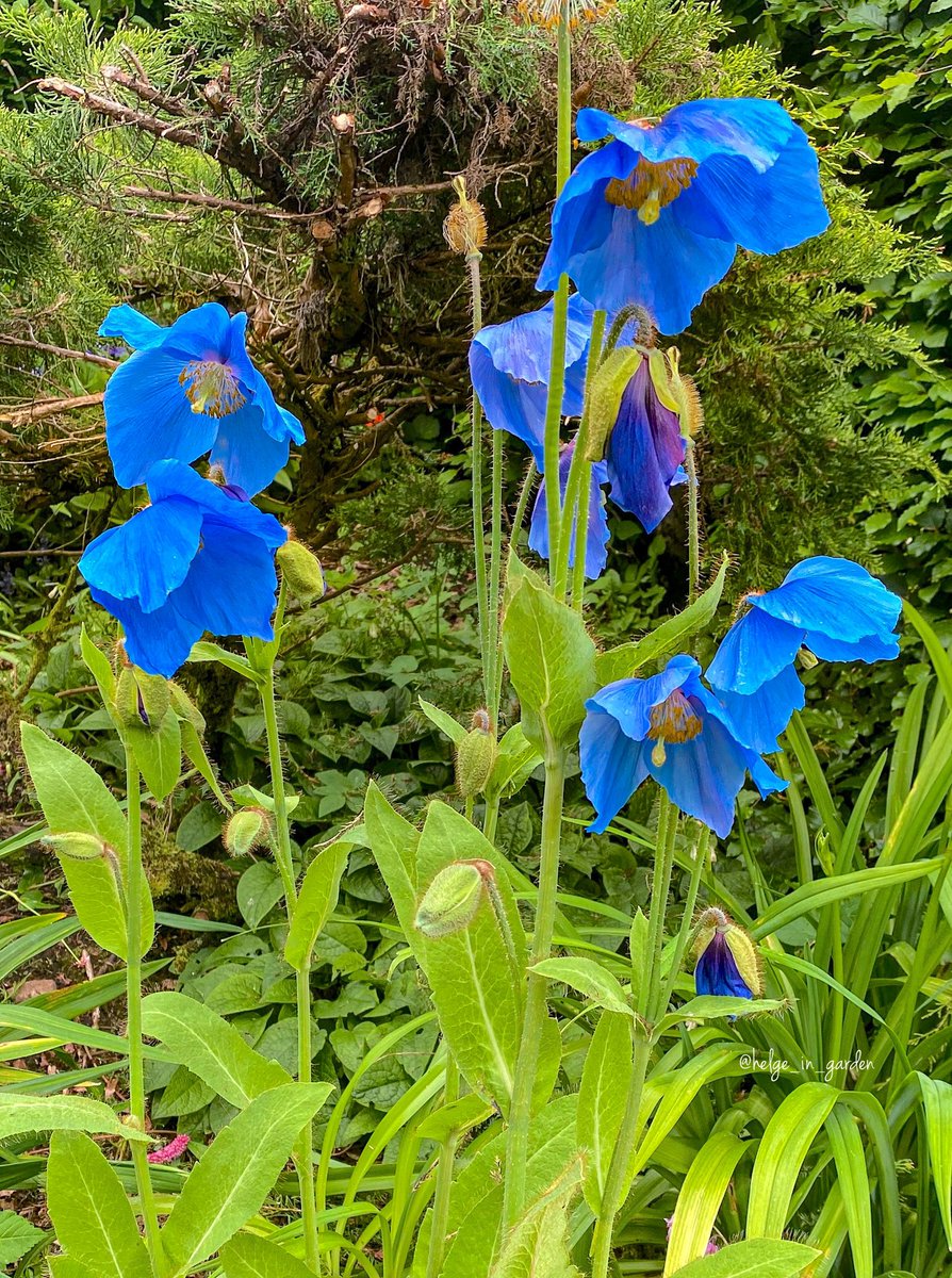 gardeninNorway's tweet photo. Can't wait for Meconopsis grandis to start blooming again👍😄
#Flowers #nature #NaturePhotography #gardening #gardens #flowerphotography #GardeningTwitter #plants https://t.co/jGAOihzWDJ