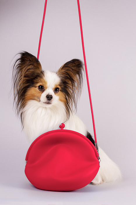 New artwork for sale! - "Little beautiful dog in a bag" - fineartamerica.com/featured/littl… @fineartamerica