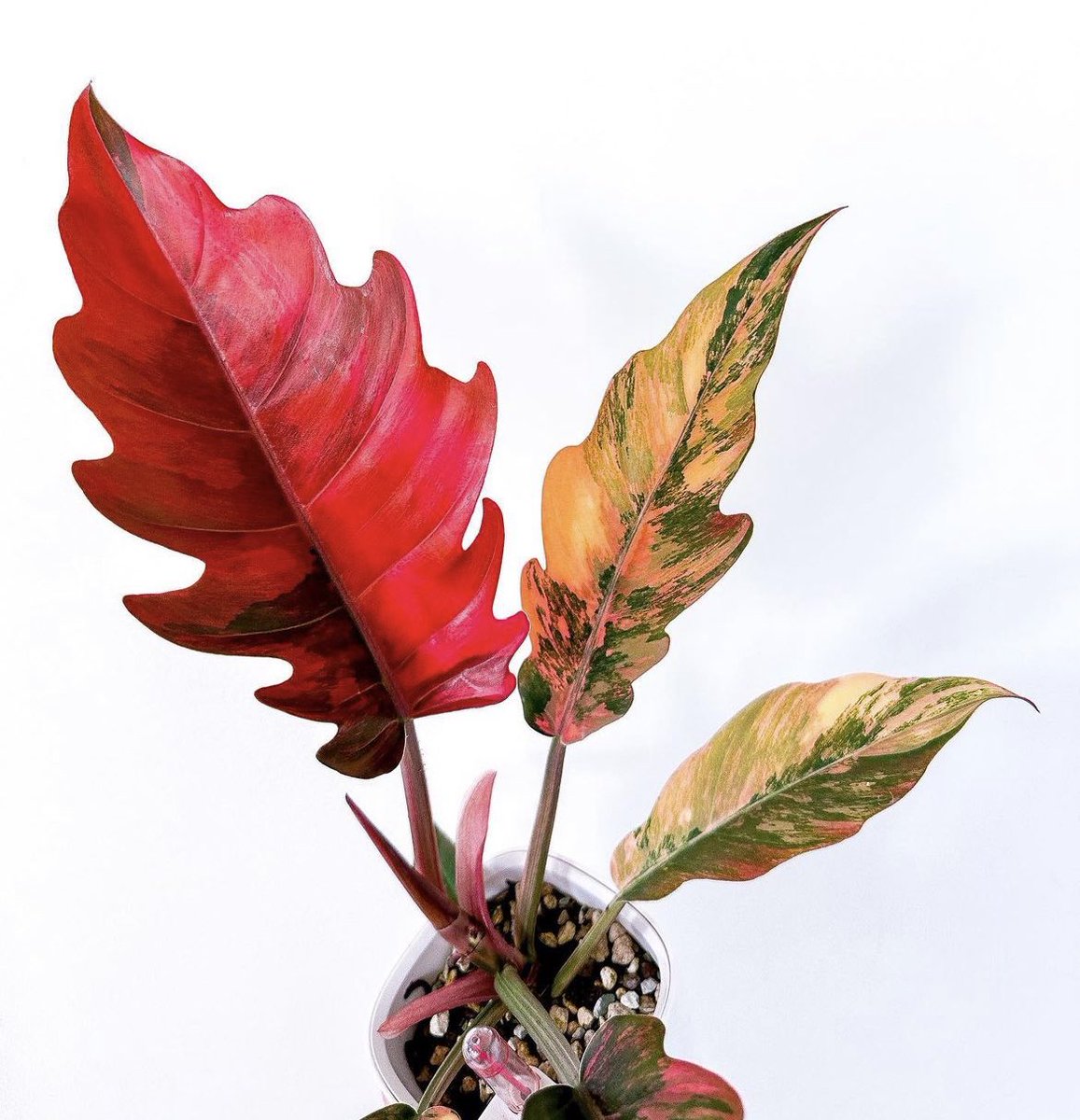 botanybreanna's tweet photo. Philodendron Carmel Marble ❤️💞💛 https://t.co/IULczSSCX4