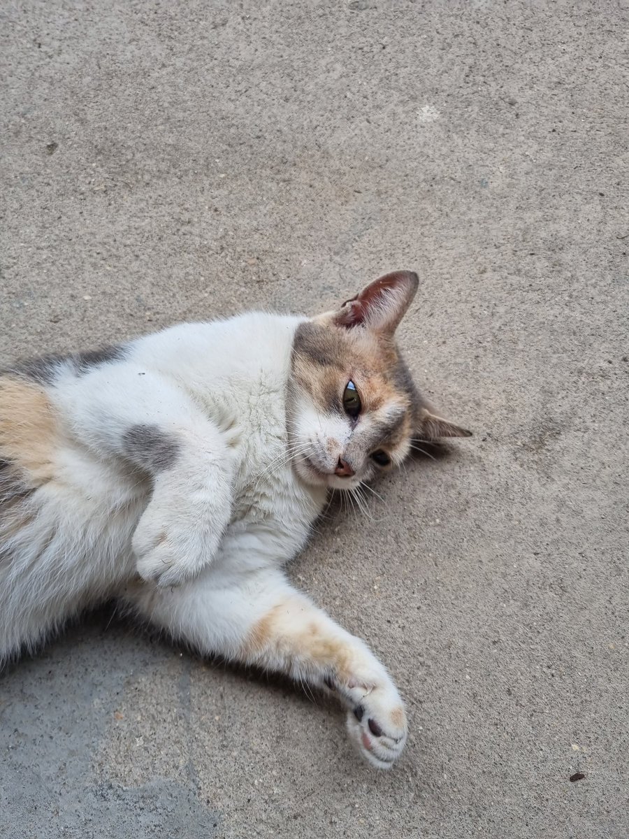 damnnfox's tweet photo. Essa gatinha fica aqui no meu condomínio, tenho dado comida pra ela, queria arrumar um lar responsável, é super carinhosa. Me comprometo a levar em qualquer parte do RJ e ajudo com a castração. Infelizmente não posso ficar com ela porque já tenho 6 gatos. 

RT pra ajudar! https://t.co/4mrWzQNGdF