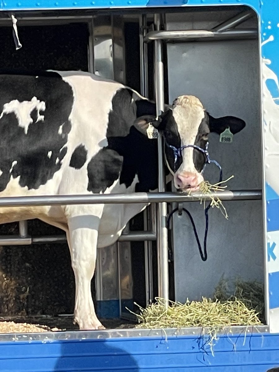 Debbie Mattes tweet media