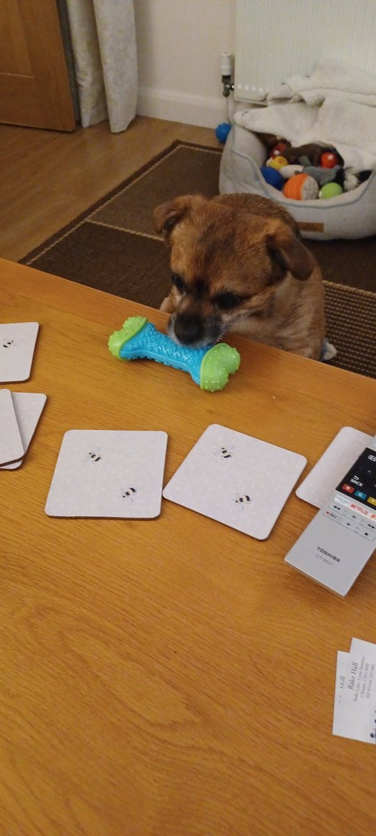 TeddyWestKirby1's tweet image. Hi pals, I&apos;ve had a #pawfect burfday, I&apos;m 8 today, got taken to the pub, had nuw toyz and a puppuccino to finish, luvs my hoomans viry much🐾🐾🐾🐾🐾🐾🐕 #DogsofTwittter #doggy