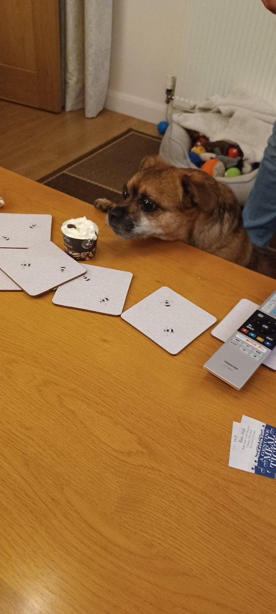 TeddyWestKirby1's tweet image. Hi pals, I&apos;ve had a #pawfect burfday, I&apos;m 8 today, got taken to the pub, had nuw toyz and a puppuccino to finish, luvs my hoomans viry much🐾🐾🐾🐾🐾🐾🐕 #DogsofTwittter #doggy