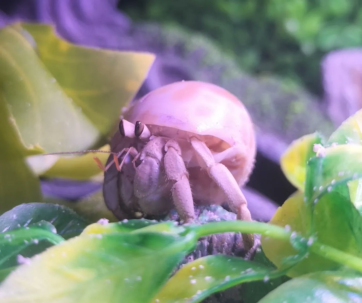 PoochAndPrint's tweet photo. Here's an Australian Hermit Crab!! �� This was commissioned by Sam a surprise Christmas present for his girlfriend Bec! This one was challenging but so much fun to work on 😄 I'm open to illustrating any kind of animal, you name it! #Illustrator
#petportrait #hermitcrab #crab https://t.co/uLG2MyxLqz