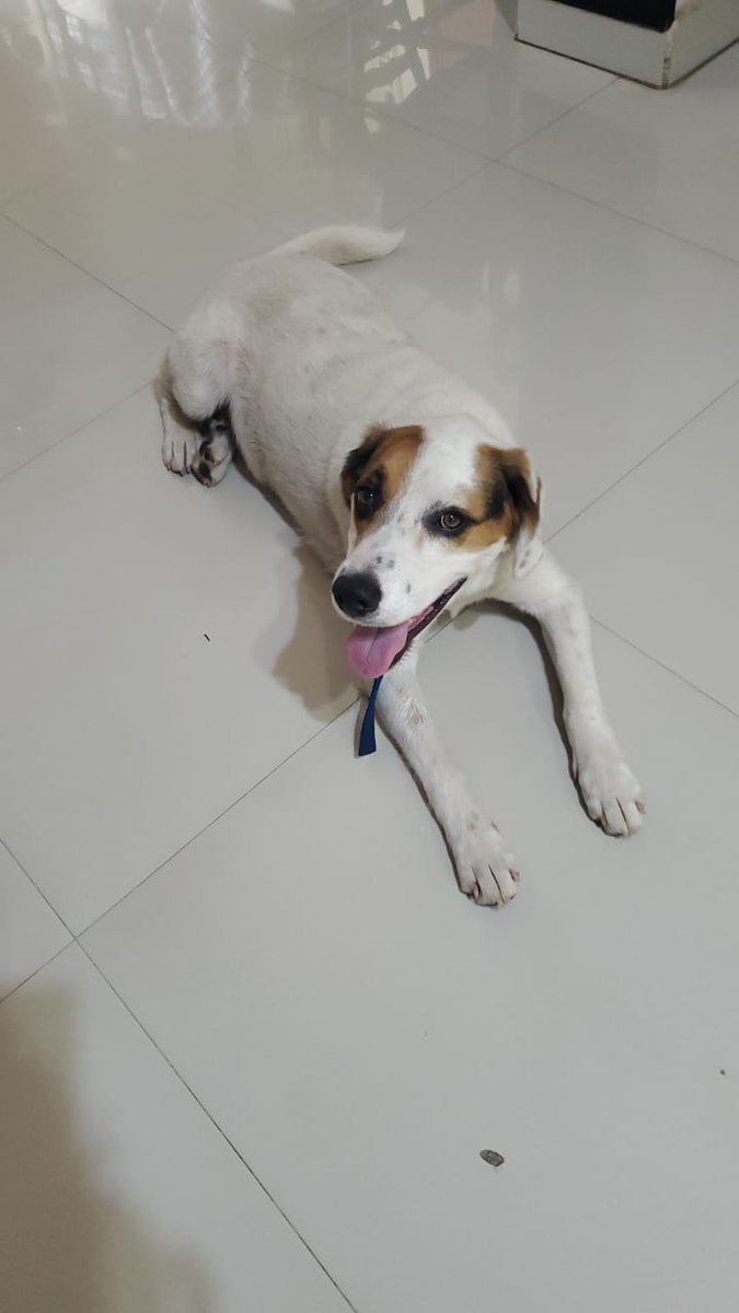 NahirBorges's tweet photo. Perrito ENCONTRADO en zona Mate de Luna 4300, tiene collar azul.
Comunícate al 3813000614 o por md.
Rt porfa 🙏🏻 https://t.co/kglSfZclnB