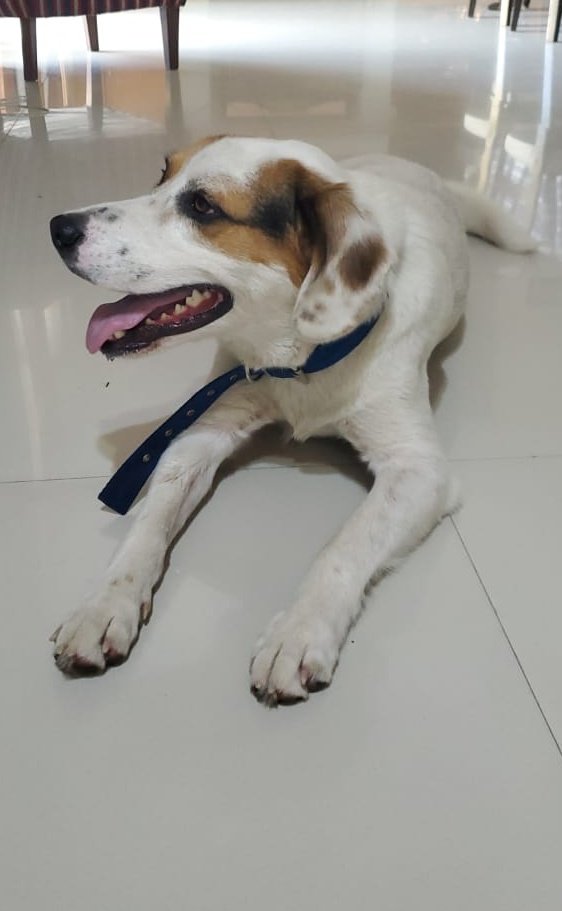 NahirBorges's tweet photo. Perrito ENCONTRADO en zona Mate de Luna 4300, tiene collar azul.
Comunícate al 3813000614 o por md.
Rt porfa 🙏🏻 https://t.co/kglSfZclnB