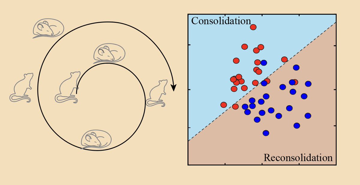 Memory must be dynamic to adapt to our ever-changing environment. Patterns of communication between hippocampus and cortex can signal the fate of these memories. Check out our new work to see how, and watch rats demonstrate their amazing memory skills. pnas.org/doi/10.1073/pn…