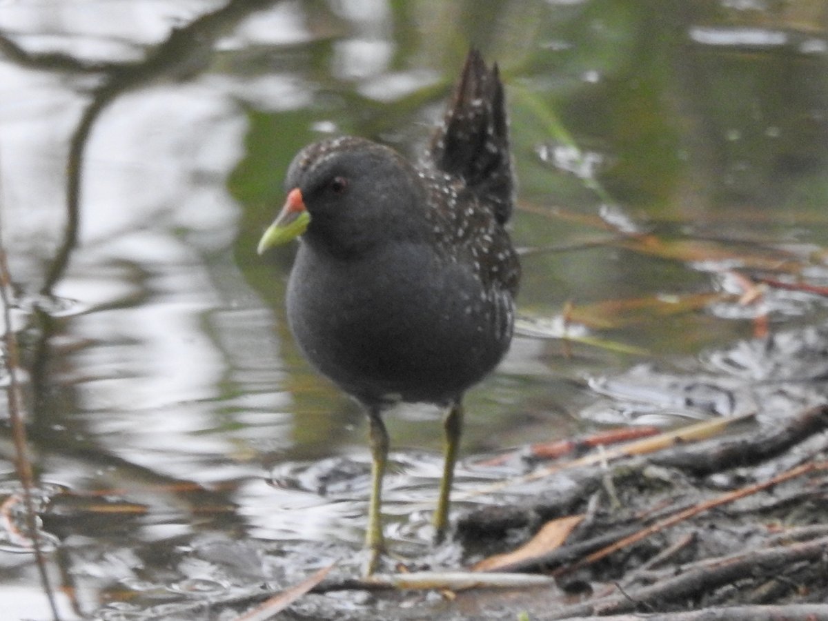 BobbysBirdDex's tweet photo. #505 Australian Spotted Crake (Porzana fluminea)
Laratinga Wetlands #SouthAustralia #Australia
#birds #birding #birdwatching #birdphotography #twitternaturecommunity #nature #naturephotography #wildlife #wildlifephotography #birdoftheday #crake #recordshot #BirdsSeenIn2023 https://t.co/wnt90VUJ7l
