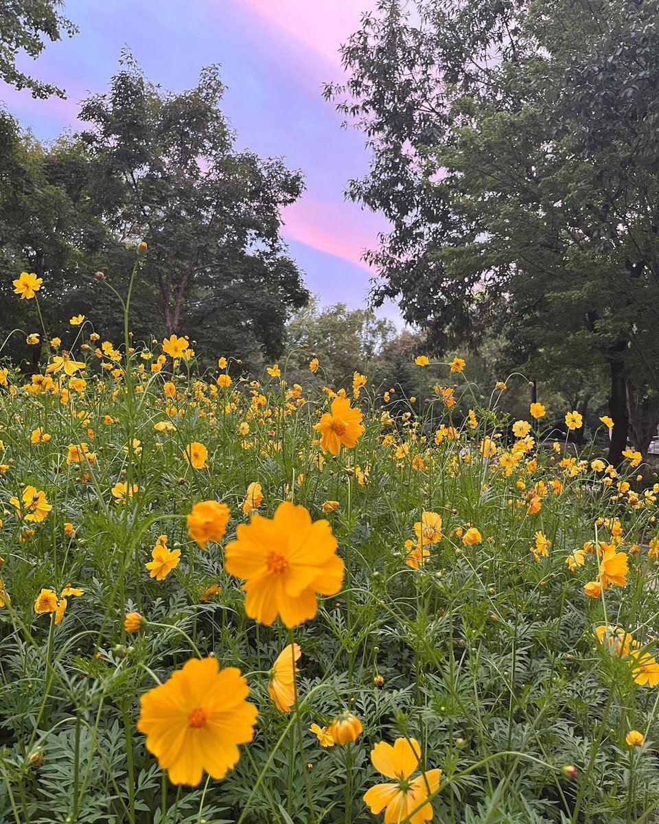 Seolasie's tweet photo. https://t.co/xnZitWBNNF 🌼🌅— Lost in thought amidst a garden of blooms, watching the sunset paint the sky with a spectrum of colors. https://t.co/bUhQ73z86E