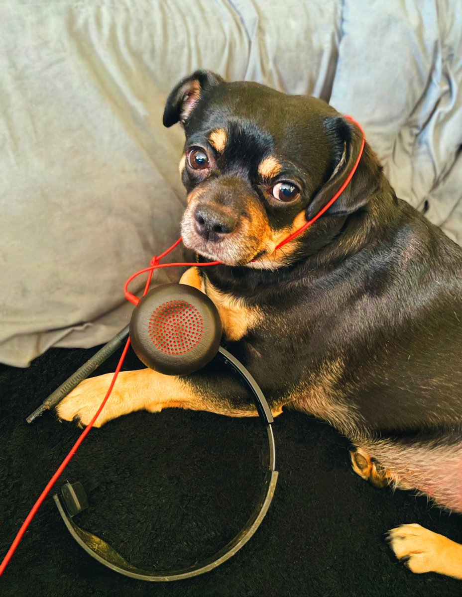 sarahanunn's tweet photo. Me while racing around trying to find my headphones while my work computer phone rings & rings & rings: OMG OMG OMG!
Bremmy: …..
🙄
#DogsWorkingFromHome #CoWorkerFromHell #ilovemydog #RescueDog #AdoptDontShop #Chug #dogtwitter #DogsofTwittter #DogsOnTwitter https://t.co/7eydak22Bx