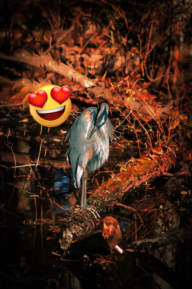 walknonsunshyn's tweet photo. So many pretty colors going on here. A fall fav moment! #stumpylake #herons #birdsontwitter #TwitterNatureCommunity https://t.co/PgSoW84Cw1